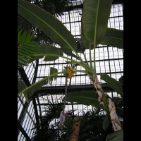 Musacees - Bananier (1)